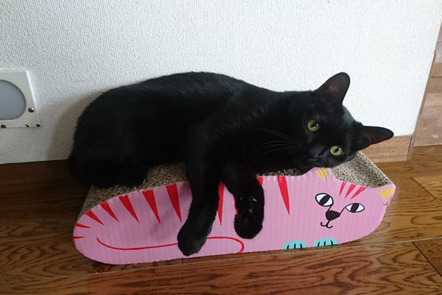 爪とぎに寝そべる、ペット可メゾネット賃貸に住む鈴木夫妻の愛猫・あんこ