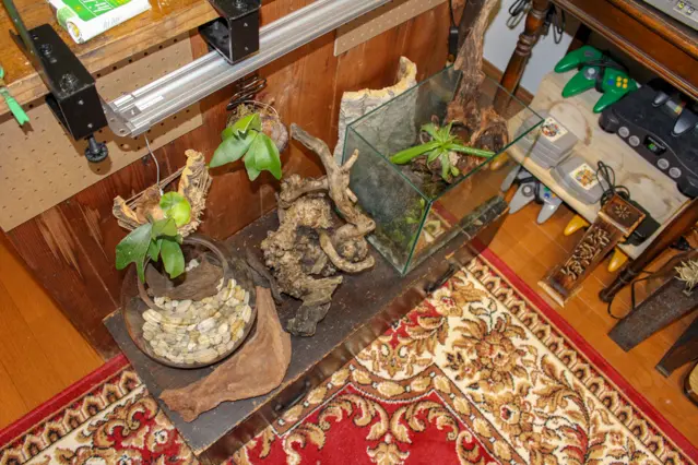 一人暮らし中の田中さん宅に飾られている食虫植物