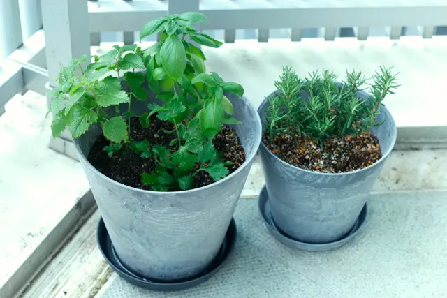 グリーンインテリアが人気！「ハーブの寄植え」に挑戦したら暮らしが