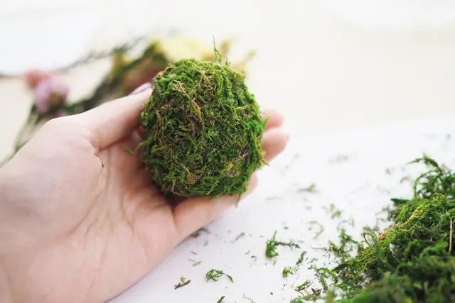 苔玉のようになればOK