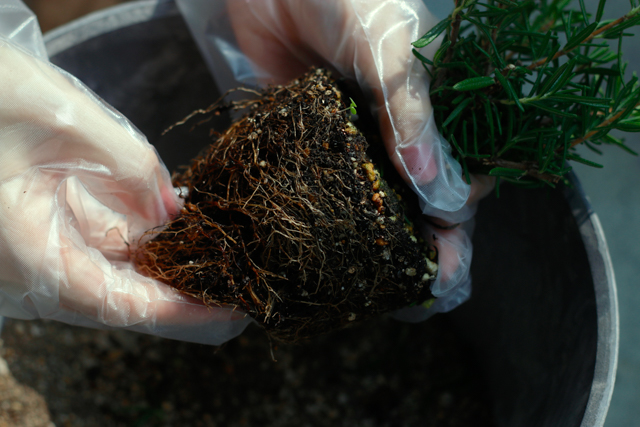 グリーンインテリアが人気 ハーブの寄植え に挑戦したら暮らしが100倍おしゃれに Chintai情報局