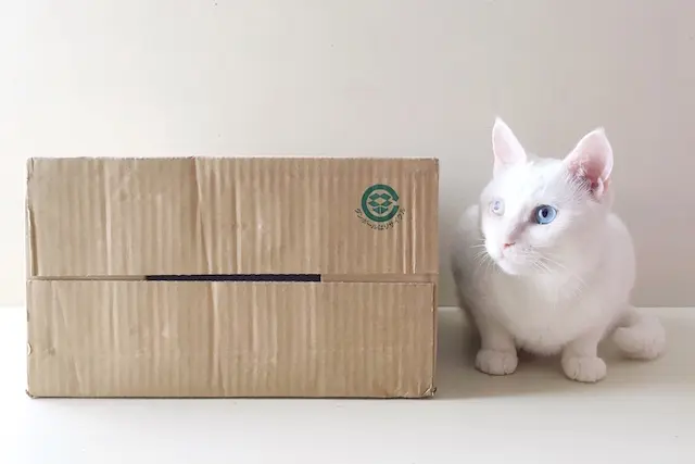 猫と段ボール箱で作った猫グッズ