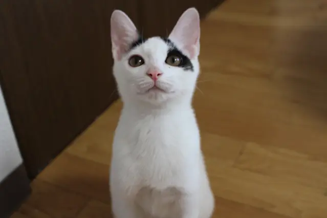 とても可愛いすず