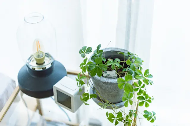丁寧な暮らしを感じさせるベッド横のサイドテーブルと観葉植物