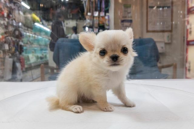 ペットの専門店コジマに聞く 一人暮らしの人にオススメのペット 小動物選 Chintai情報局 Part 2