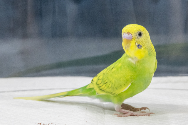 ペットの専門店コジマに聞く 一人暮らしにおすすめの飼いやすい鳥の種類とは Chintai情報局