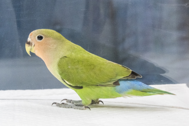 ペットの専門店コジマに聞く 一人暮らしにおすすめの飼いやすい鳥の種類とは Chintai情報局