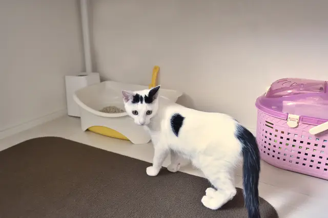 2LDKのペット可賃貸物件に住むSさんAさん家族の愛猫・百(もも)のトイレ