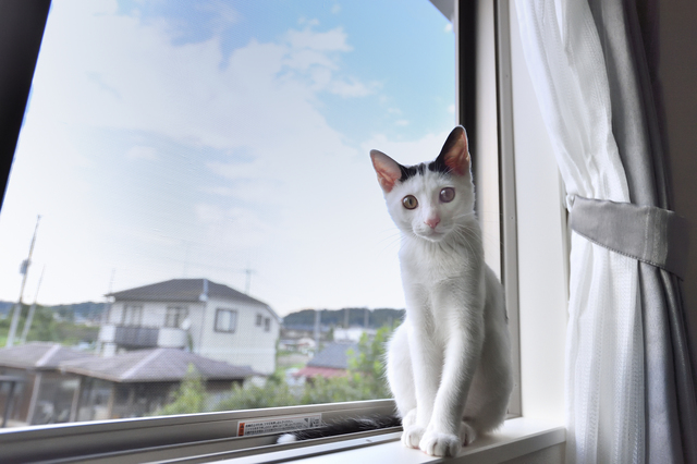 2LDKのペット可賃貸物件に住むSさんAさん家族の愛猫・百（もも）