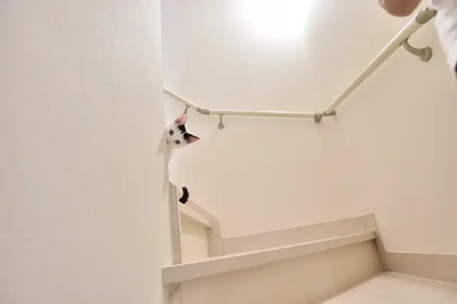 2LDKのペット可賃貸物件に住むSさんAさん家族の愛猫・百(もも)が階段でかくれんぼしている様子