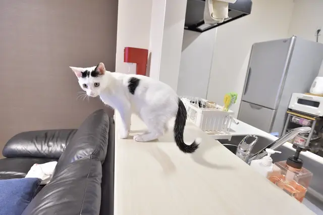 2LDKのペット可賃貸物件に住むSさんAさん家族の愛猫・百(もも)がキッチンカウンターにのぼる様子