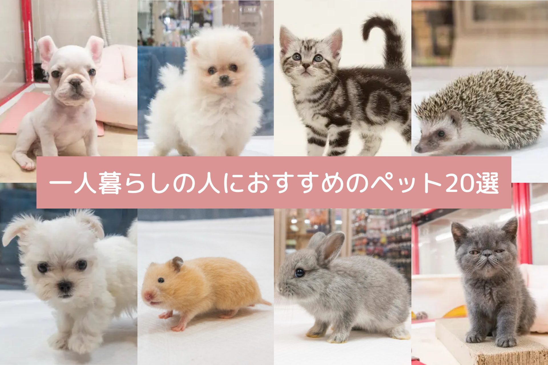 ペットの専門店コジマに聞く 一人暮らしの人にオススメのペット 小動物選 Chintai情報局