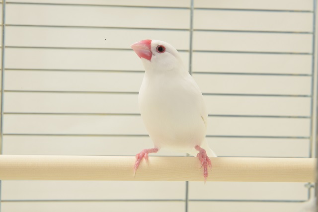 ペットの専門店コジマに聞く 一人暮らしにおすすめの飼いやすい鳥の種類とは Chintai情報局