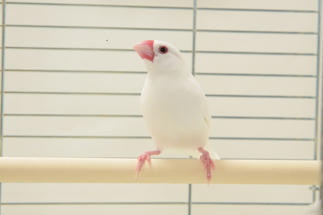 ペットの専門店コジマに聞く 一人暮らしで飼うのにおすすめの鳥5選