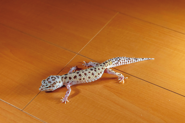 犬や猫よりもかわいい エキゾチックアニマルをペットにする魅力を カゲヤマ タバやん さんに聞いた Chintai情報局