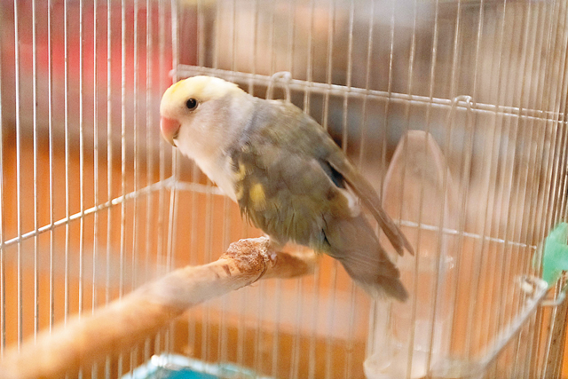 お笑い芸人「カゲヤマ」タバやん。のペット:コザクラインコ