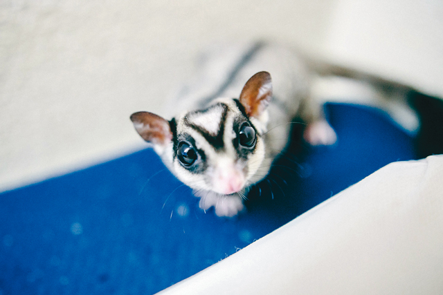 一人暮らしでも飼いやすい 珍しいペット エキゾチックアニマル と暮らそう Chintai情報局