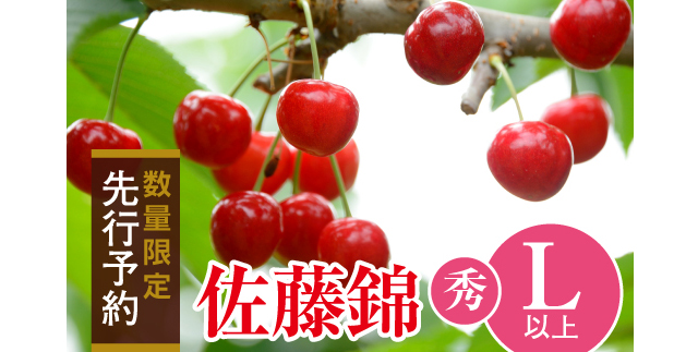【2019年ふるさと納税】ふるさとチョイスさんに聞いたオススメ返礼品45選! JA さくらんぼ佐藤錦 約1kgバラ詰め (2L~L)