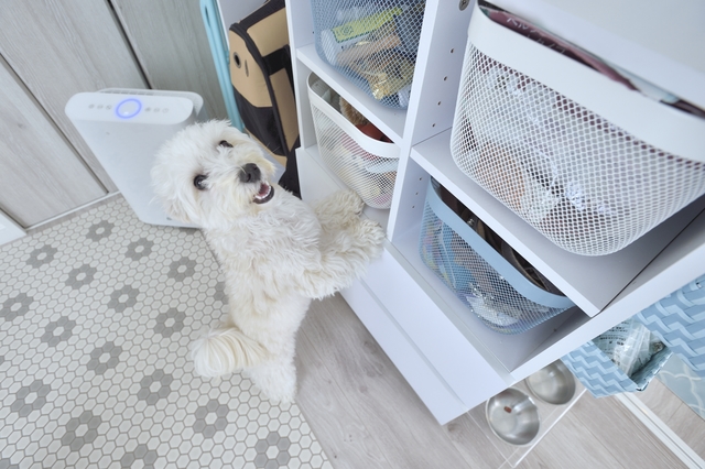 一人暮らし中のTENさんが愛犬と暮らすお部屋の収納スペース