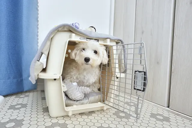 一人暮らし中のTENさんの愛犬のおうち