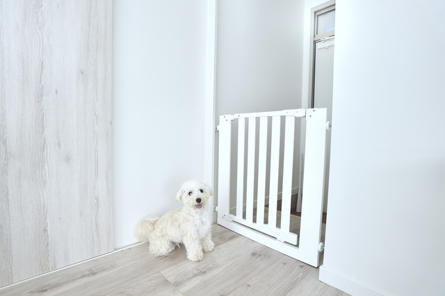 一人暮らし中のTENさんが愛犬と暮らすお部屋の様子。玄関に飛び出し予防フェンスを設置している