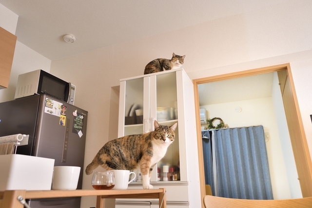 【猫との暮らし】棚と猫