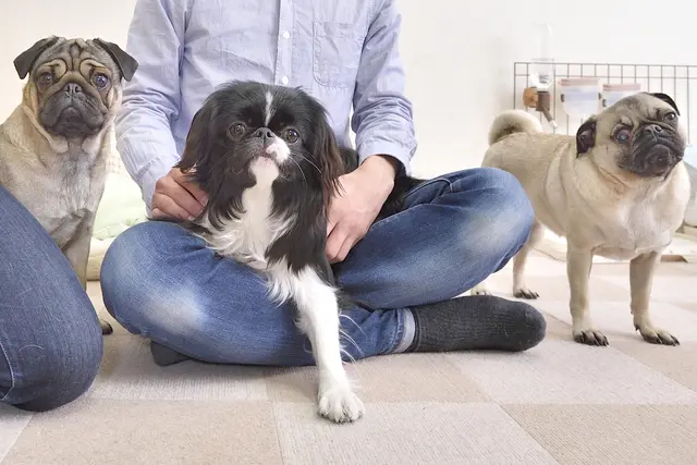 【賃貸で犬を多頭飼い】犬3頭