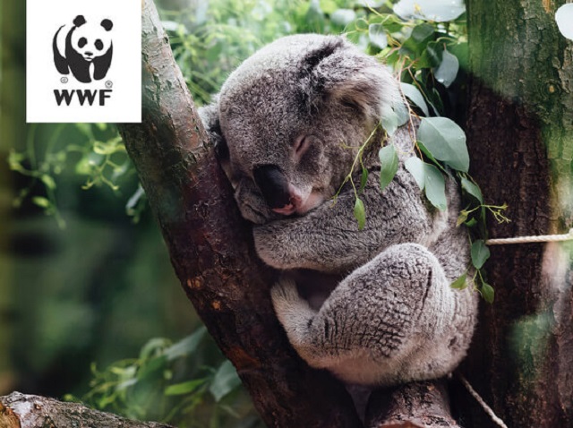 WWF