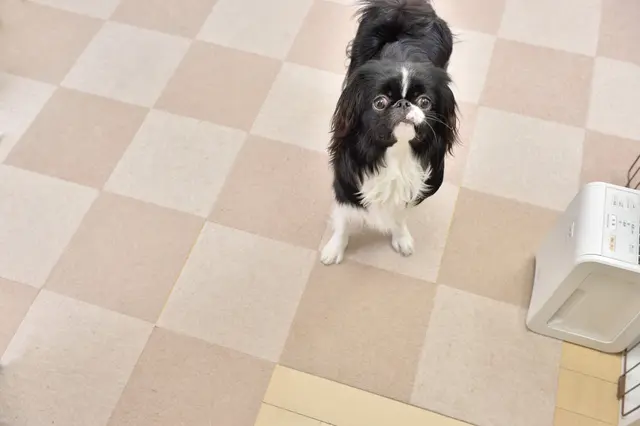 【賃貸で犬を多頭飼い】タイルカーペットの上に座る犬
