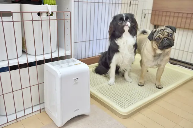 【賃貸で犬を多頭飼い】空気清浄機の近くに座る犬