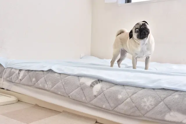 【賃貸で犬を多頭飼い】ベッドに座る犬