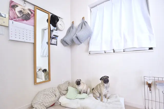 【賃貸で犬を多頭飼い】無印良品の収納フックでクッションを吊り下げ収納