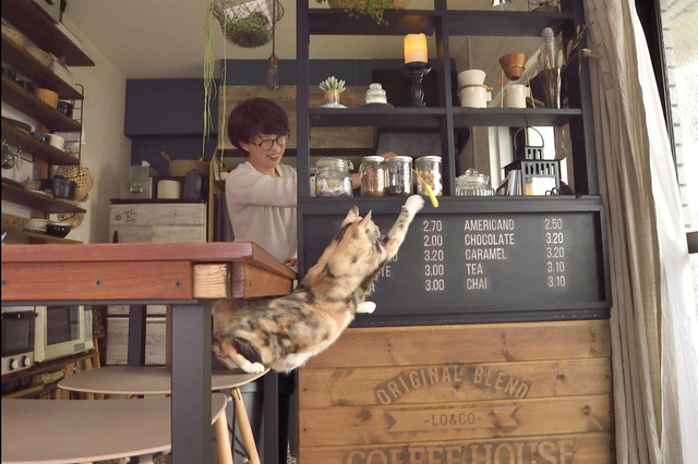 【キャットウォークをDIY】是木さんと猫のうり