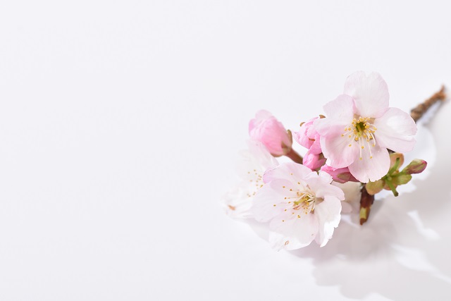 部屋を春色に飾る かわいい桜モチーフのインテリア 雑貨アイテム10選 Chintai情報局