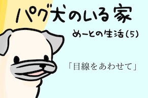 パグ犬のいる家・めーとの生活「目線をあわせて」