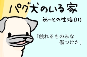 【パグ犬のいる家】めーとの生活（11）「触れるものみな傷つけた」