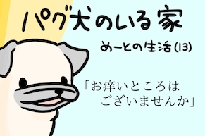 【パグ犬のいる家】めーとの生活（13）「お痒いところはございませんか」