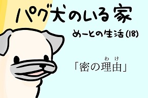 【パグ犬のいる家】めーとの生活（18）「密の理由」