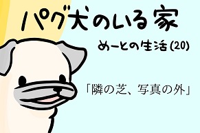 【パグ犬のいる家】めーとの生活（20）「隣の芝、写真の外」