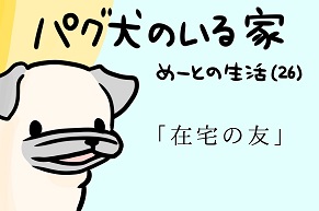 【パグ犬のいる家】めーとの生活（26）「在宅の友」