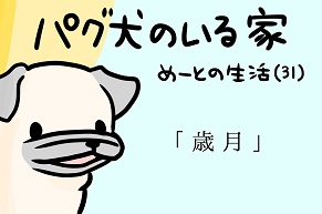 【パグ犬のいる家】めーとの生活（31）「歳月」