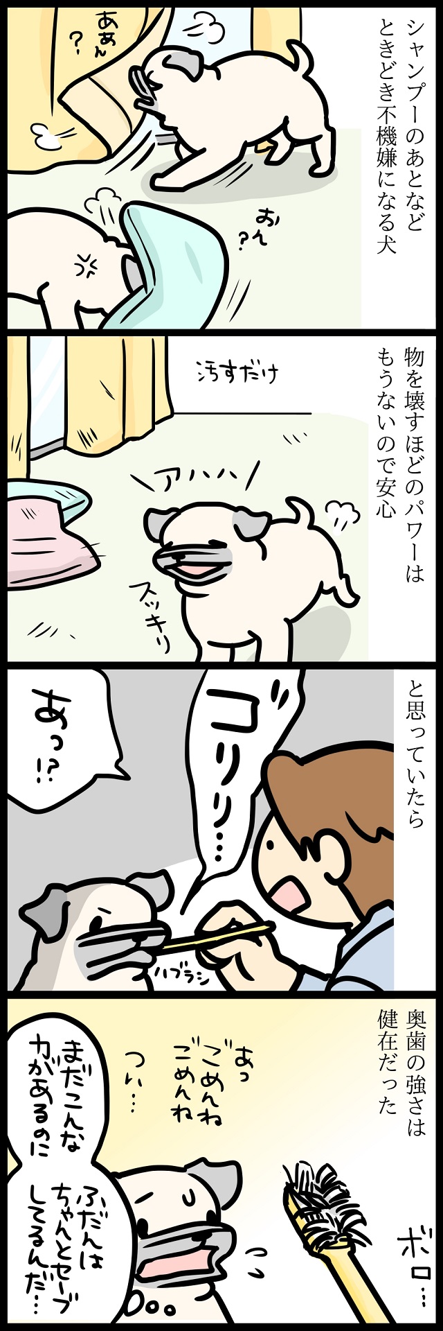 【パグ犬のいる家】めーとの生活(31)「歳月」