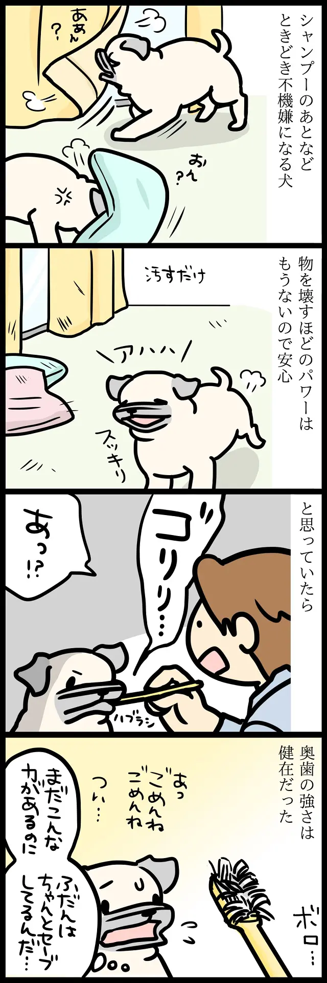 【パグ犬のいる家】めーとの生活(31)「歳月」