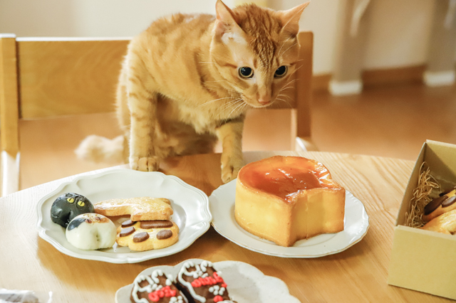 大人気ねこねこスイーツを食べ比べ お取り寄せできる猫グルメ10選 食パン チーズケーキだけじゃない Chintai情報局