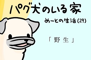 【パグ犬のいる家】めーとの生活（29）「野生」