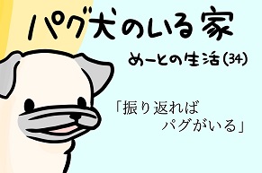 【パグ犬のいる家】めーとの生活（34）「振り返ればパグがいる」