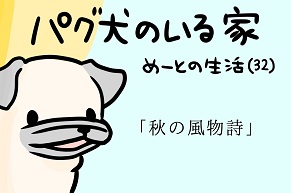 【パグ犬のいる家】めーとの生活（32）「秋の風物詩」