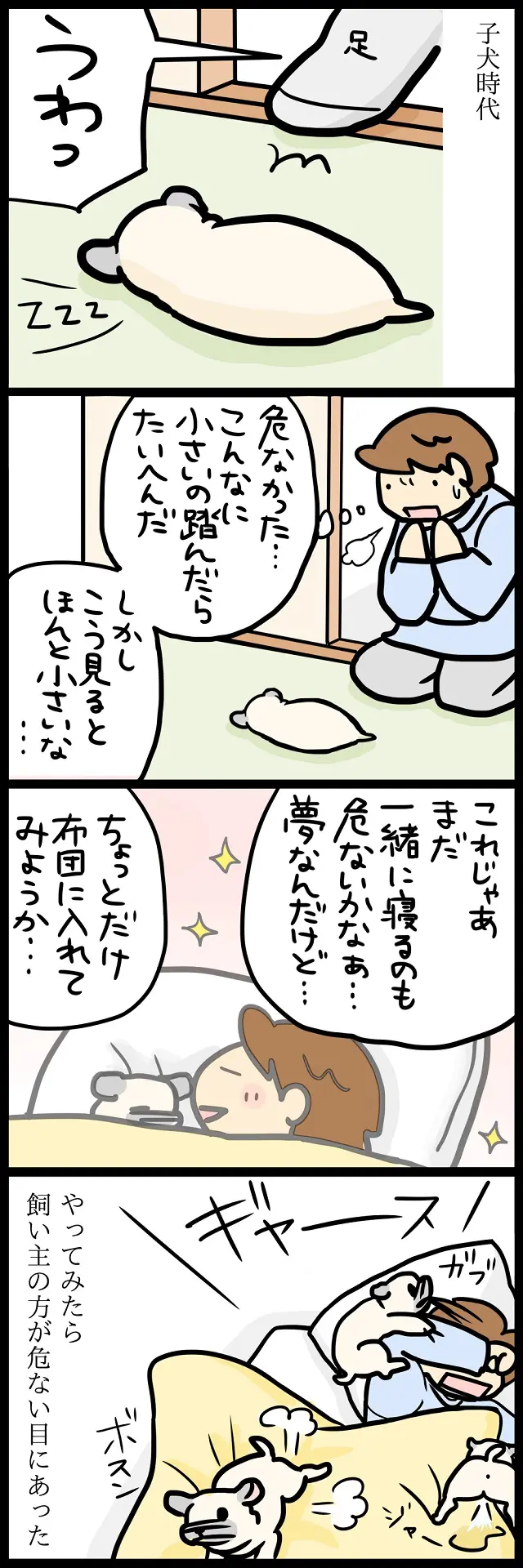 【パグ犬のいる家】めーとの生活(33)「期待と裏切り」