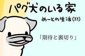 【パグ犬のいる家】めーとの生活（33）「期待と裏切り」