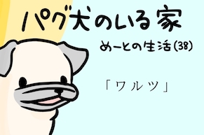 【パグ犬のいる家】めーとの生活（38）「ワルツ」アイキャッチ